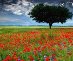 Plot for residential development on Duryan street in Avan, 500 sq.m.