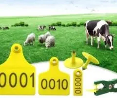 Համարակալ (բիրկա) կովի խոզի ոչխարի